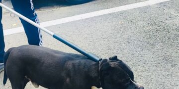 Câine din rasa Amstaff lăsat nesupravegheat pe stradă