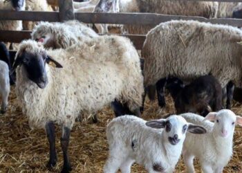 Alertă veterinară în Brăila. Variolă ovină și caprină la Măxineni