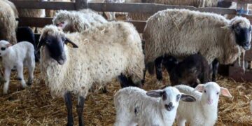 Alertă veterinară în Brăila. Variolă ovină și caprină la Măxineni