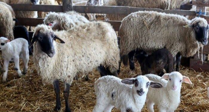 Alertă veterinară în Brăila. Variolă ovină și caprină la Măxineni