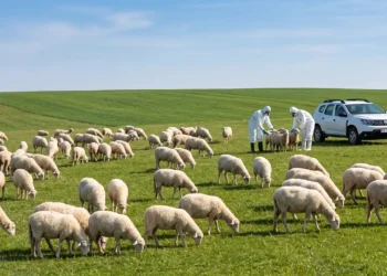 CJSU Brăila a aprobat planul pentru combaterea focarului de variolă ovină de la Măxineni. Peste 15.000 de ovine și caprine, în zona afectată