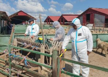 Restricții sanitar-veterinare severe în urma confirmării focarelor de variolă ovină și caprină în comunele Măxineni și Gemenele