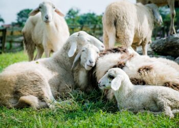 virusul mortal al variolei ovine și caprine
