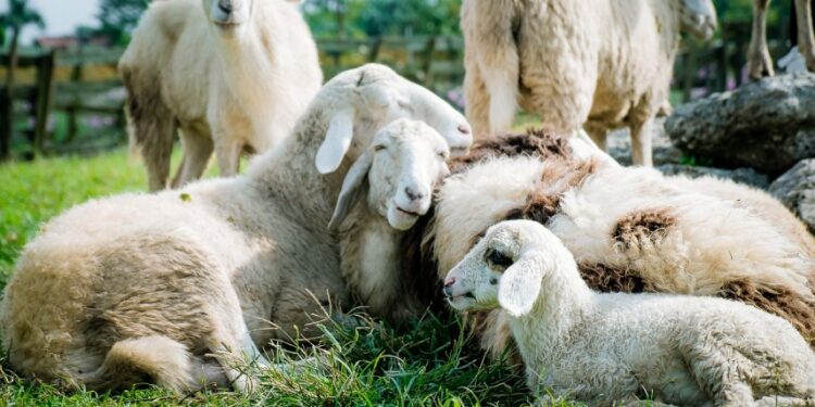 virusul mortal al variolei ovine și caprine
