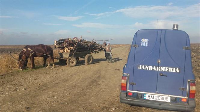 Furt de material lemnos in zona Stancuta