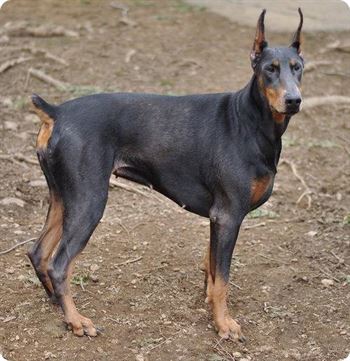 Braileanca sfasiata de Dobermanii vecinului