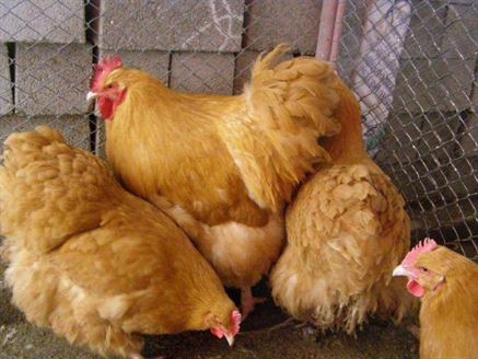 Doi tineri au avut pofta de friptura de gaina si au dat lovitura in gospodaria unei batrane