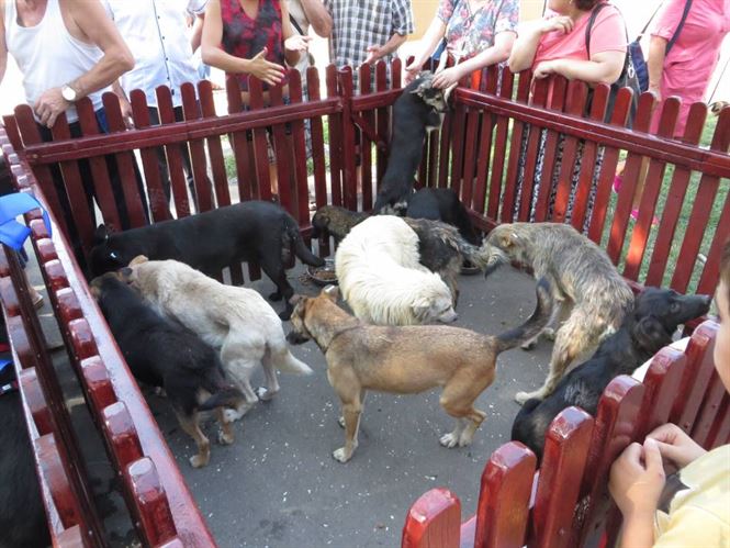 O Asociatie de protectie a animalelor il acuza de minciuna pe primarul Brailei