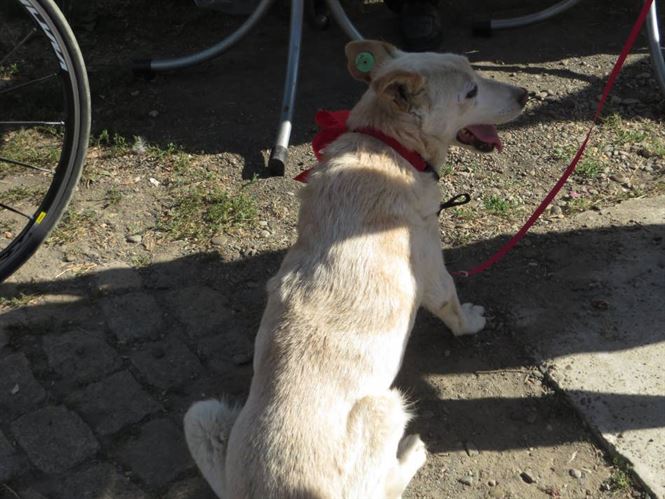 O asociatie de protectie a animalelor il acuza de minciuna pe primarul Brailei