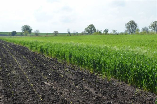 Legea terenurilor agricole pentru tinerii absolventi de agronomie