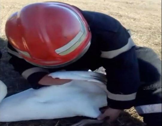 O lebada si o rata salvate de pompierii braileni