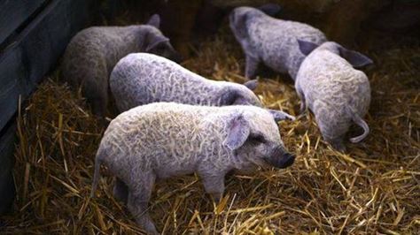 Program de sprijin pentru crescătorii de porci din rasele Bazna și Mangalița