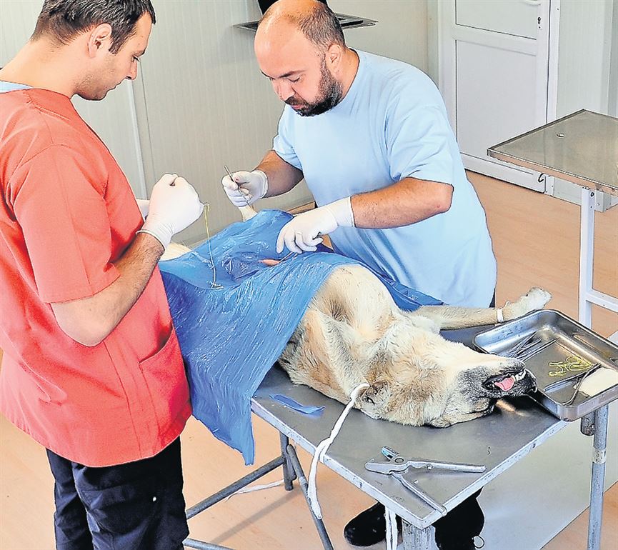 12.000 de caini trebuiesc sterilizati in Braila