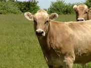 APIA elibereaza adeverintele pentru Masura 215 privind bunastarea animalelor