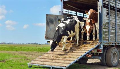 Trei braileni lasati fara 66 de bovine colectate in zona Deltei