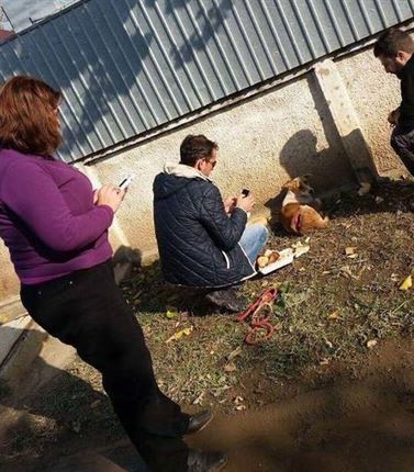 Caine taiat cu sabia in cartierul Vidin