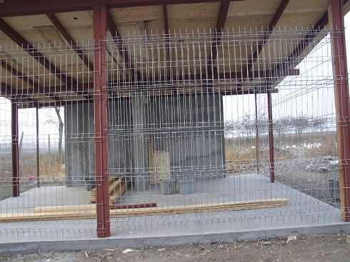 Un ONG din Germania vrea sa adopte cainii din Braila insa nu reuseste sa dea de primar