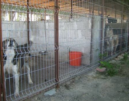 Peste 80 de caini comunitari au fost adoptati