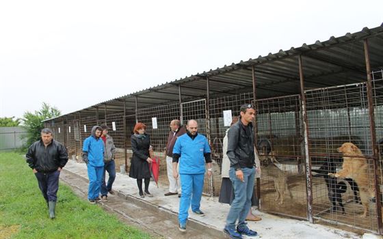 Sprijin pentru cainii comunitari din Braila