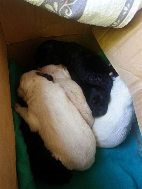 Adopta un suflet