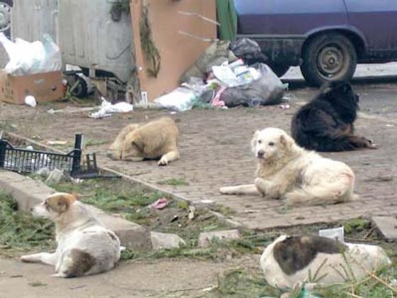 Video. Cat s-a cheltuit anul trecut in Braila pentru strangerea maidanezilor?