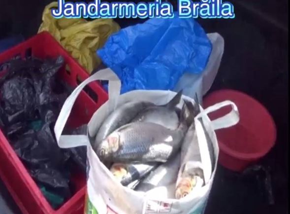 Vindea hering la preț de scrumbie