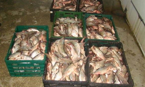 Sute de kilograme de peste confiscate la Braila