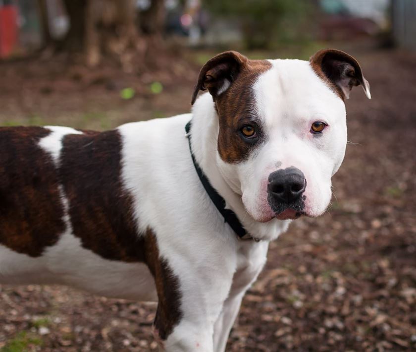 Un Pit Bull a atacat la comanda stapanului un copil