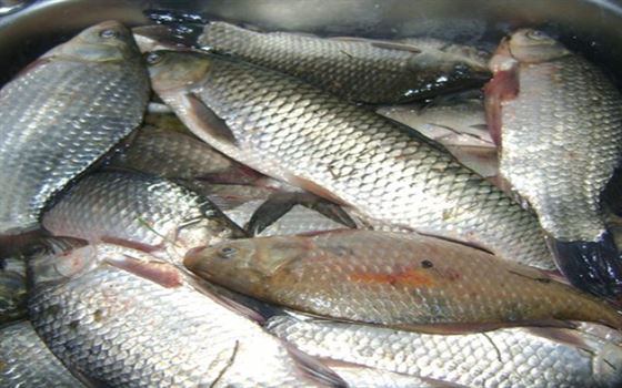 Brailenii, “asi” la braconajul piscicol