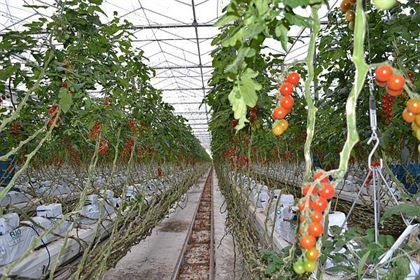 Programul guvernamental "Tomate" accesat de 52 de legumicultori braileni