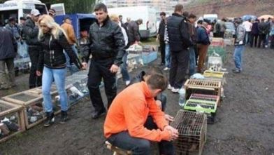 Decizia a fost luata pentru eradicarea bolii limbii albastre
